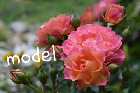  - Michelle Bedrossian