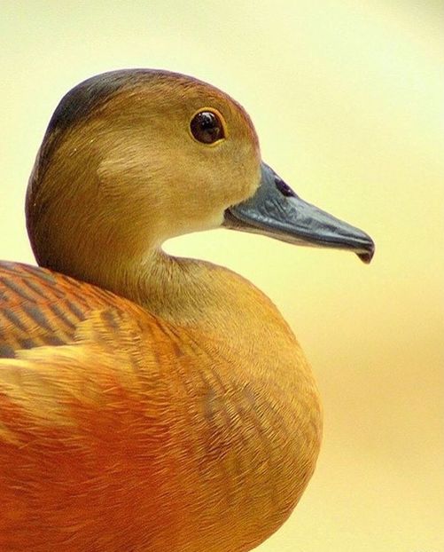  - Gâsculița Fluieratoare cu Piept Galben