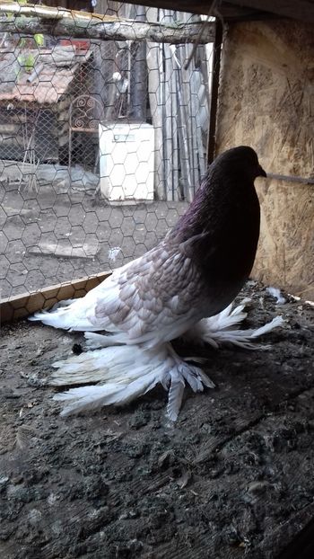 Mașini per 1 - Porumbei care  nui mai detin