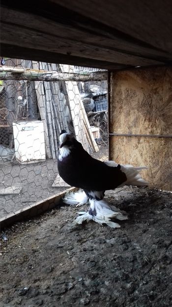  - Porumbei care  nui mai detin