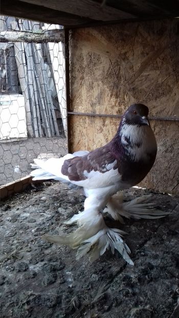  - Porumbei care  nui mai detin