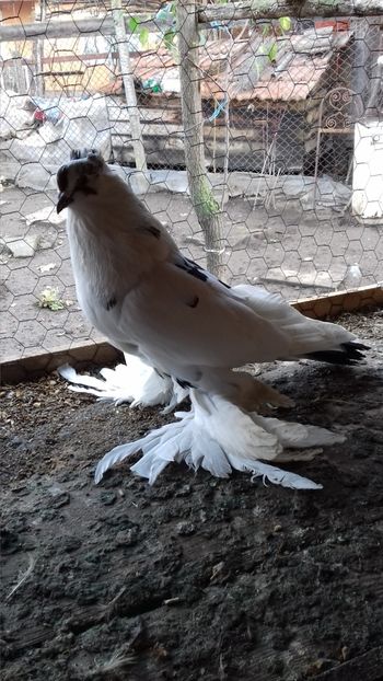  - Porumbei care  nui mai detin