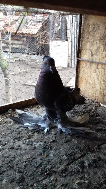  - Porumbei care  nui mai detin