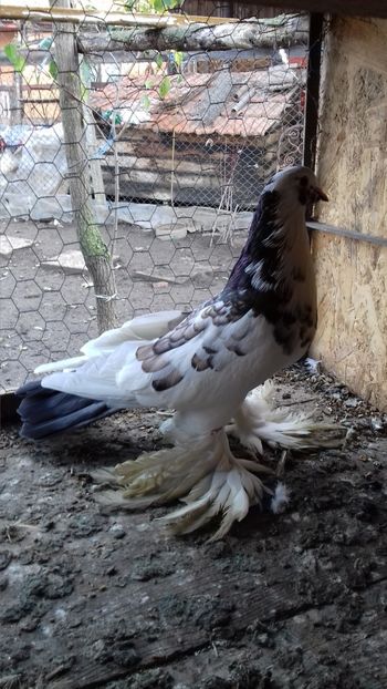  - Porumbei care  nui mai detin