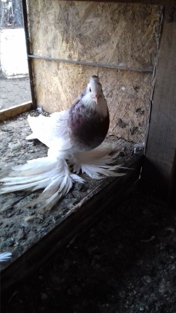  - Porumbei care  nui mai detin