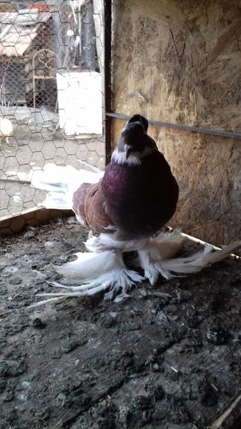  - Porumbei care  nui mai detin