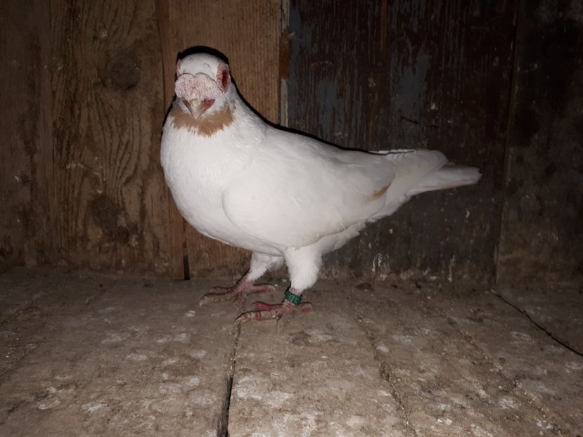 F - I3 _ tineret 2019