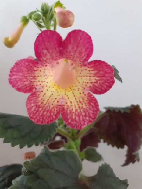 Northwoods Sunburst - AA RIZOMI ACHIMENES 2022