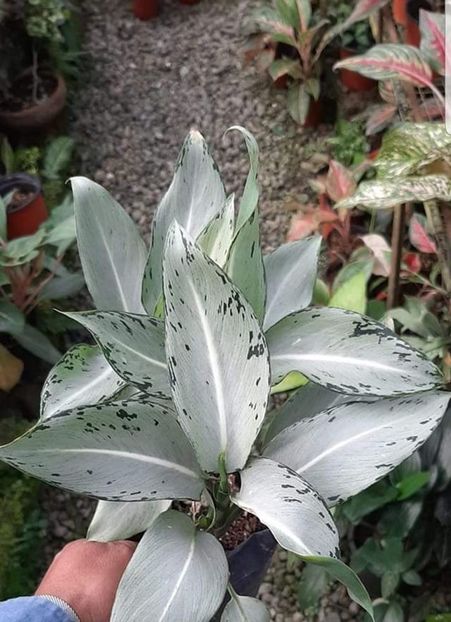  - 00 CAUT ACESTE PLANTE