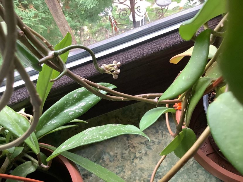  - Diversifolia ssp Crasspies