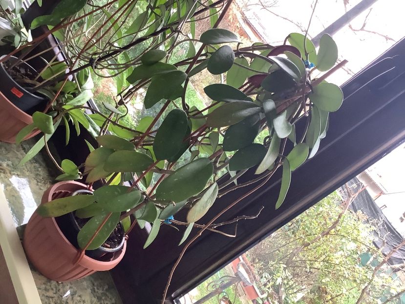  - Diversifolia ssp Crasspies