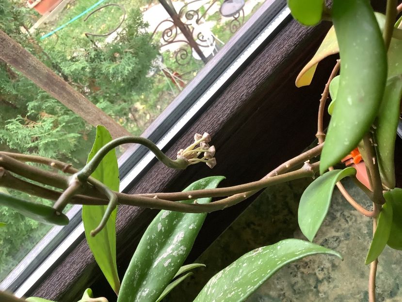  - Diversifolia ssp Crasspies