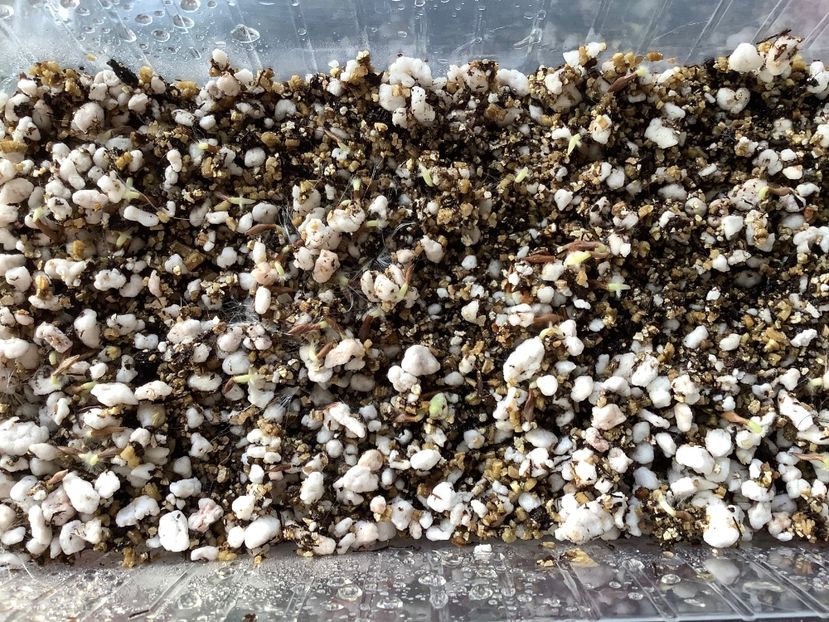  - Pubicalyx Pink Silver