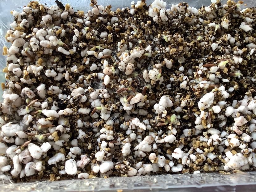  - Pubicalyx Pink Silver