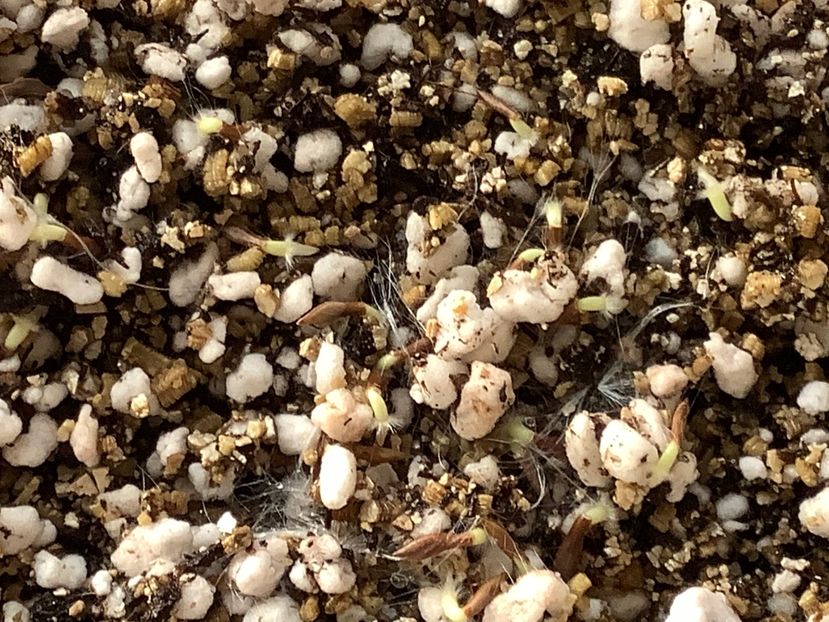  - Pubicalyx Pink Silver