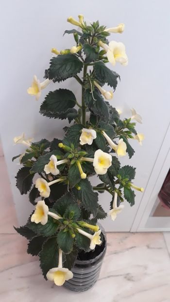  - R20 - Milky Way xA