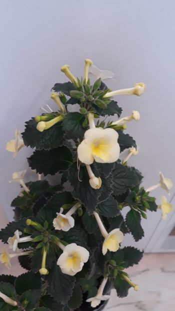  - R20 - Milky Way xA