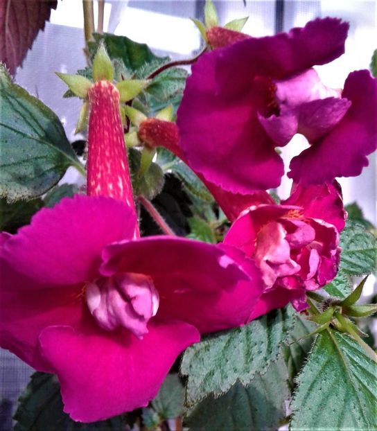 20191113_093726-2 - Achimenes 17 09 2016789