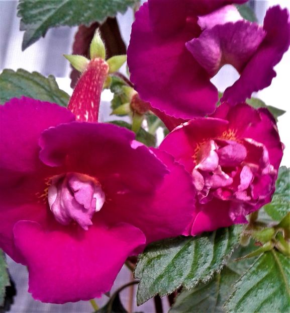 20191113_093708-5 - Achimenes 17 09 2016789