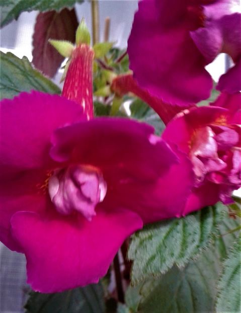 20191113_093648-7 - Achimenes 17 09 2016789