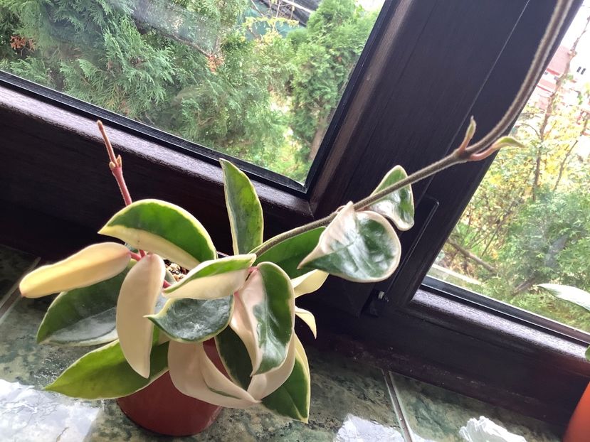  - Carnosa Krimson Queen