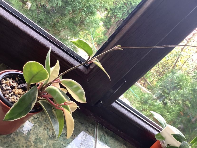  - Carnosa Krimson Queen