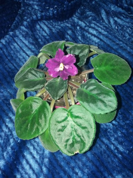  - Rebel-s Flaming Star