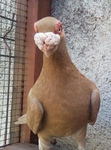 M - 1 an - Carunculați 2019