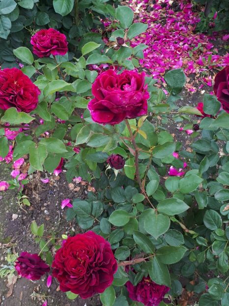  - Dimov 56 -The Prince-englezesc