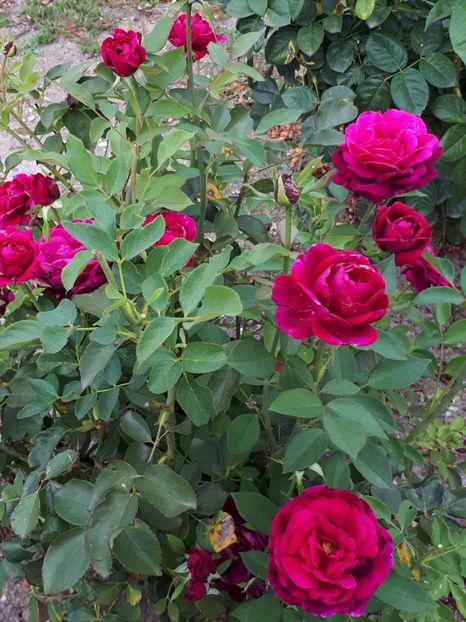  - Dimov 56 -The Prince-englezesc