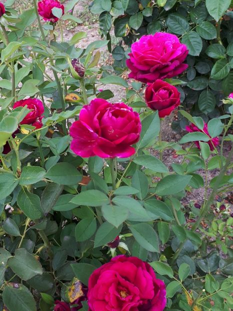  - Dimov 56 -The Prince-englezesc