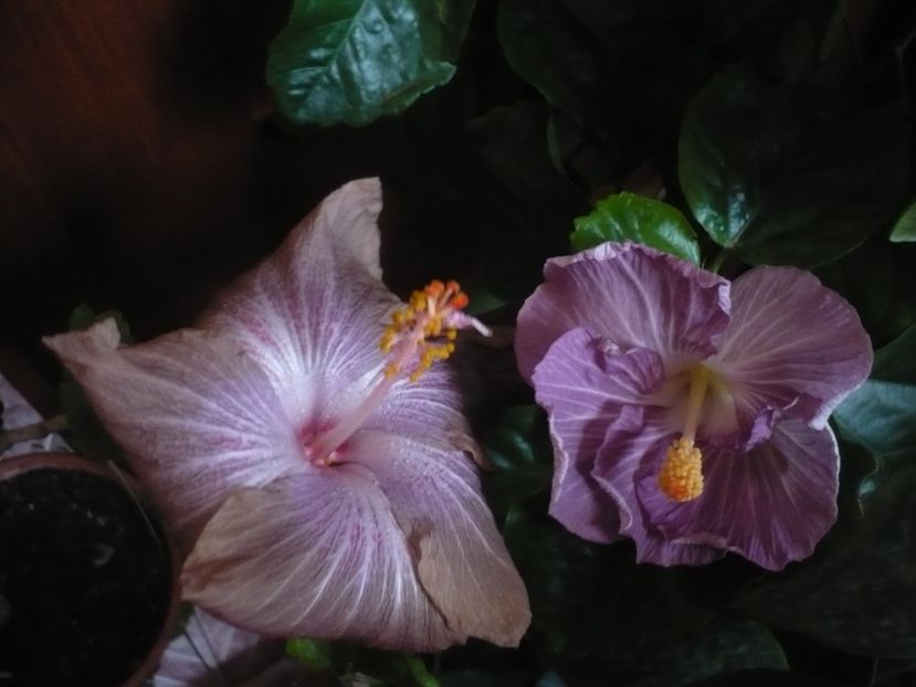 P1430264 - HIBISCUSI 2019-3