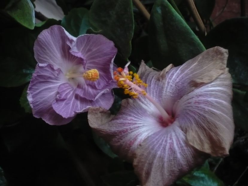 P1430266 - HIBISCUSI 2019-3