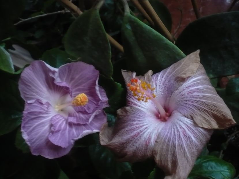 P1430267 - HIBISCUSI 2019-3