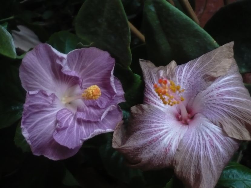 P1430268 - HIBISCUSI 2019-3