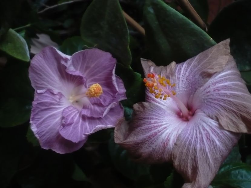 P1430269 - HIBISCUSI 2019-3