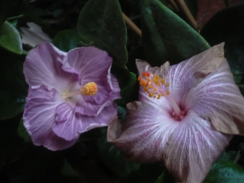 P1430270 - HIBISCUSI 2019-3