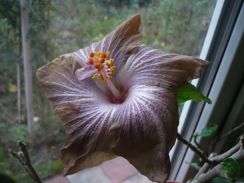 P1430271 - HIBISCUSI 2019-3
