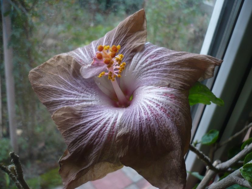 P1430272 - HIBISCUSI 2019-3