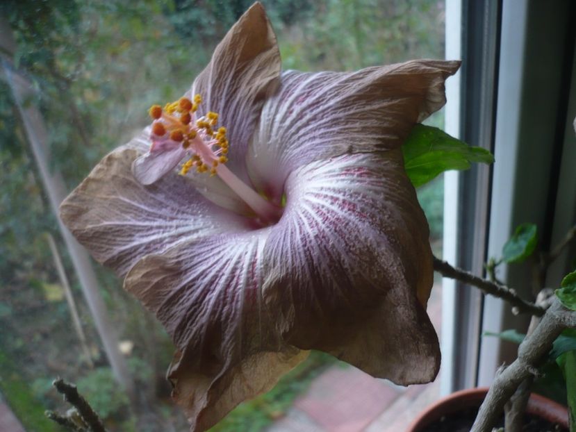 P1430273 - HIBISCUSI 2019-3