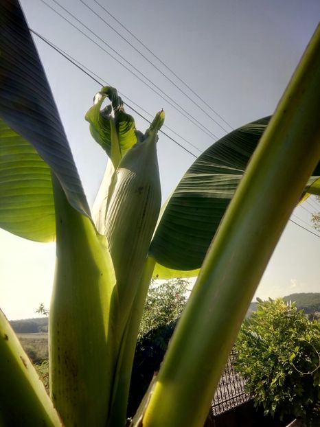 prin evolutia acestui boboc. - Banan