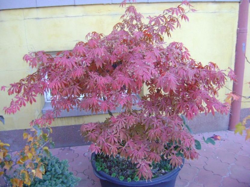 Culori de noiembrie - Toamna 2018-2019