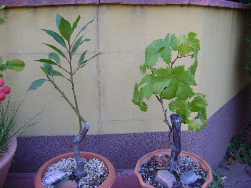 Culori de noiembrie - Toamna 2018-2019