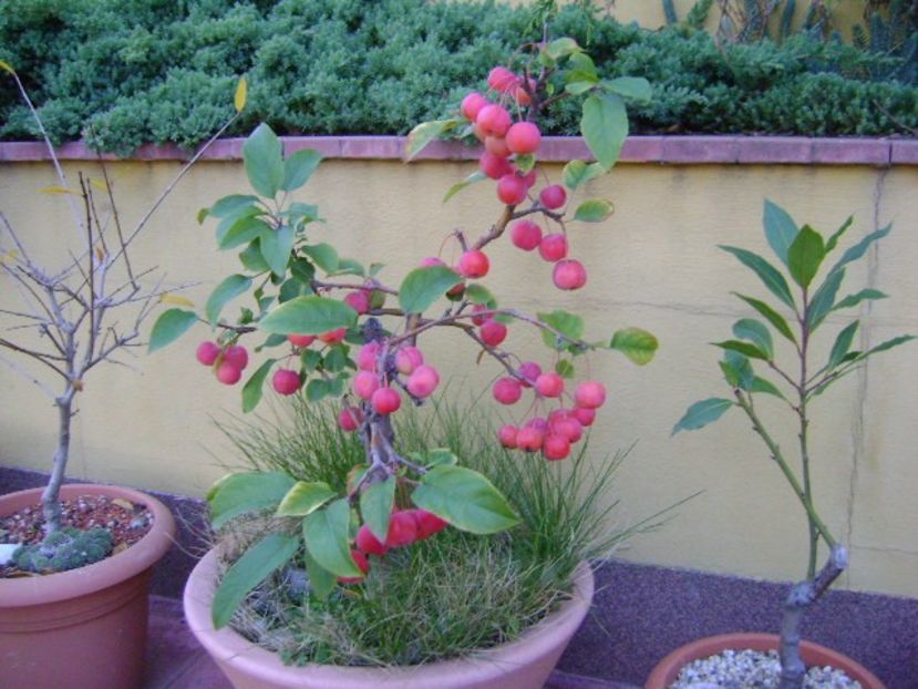 Culori de noiembrie - Toamna 2018-2019