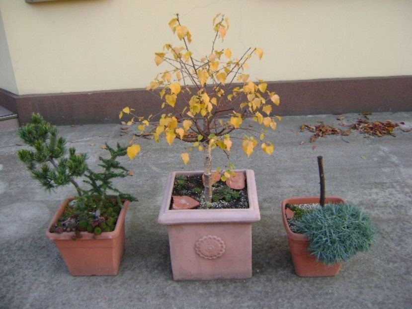 Copacei in noiembrie - Bonsai si prebonsai 2018-2020