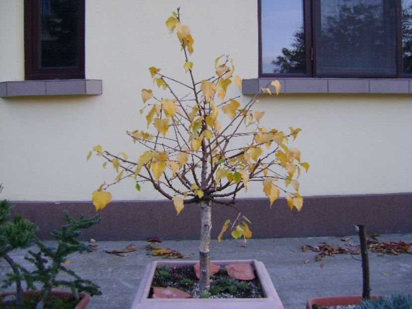 Mesteacan alb - Bonsai si prebonsai 2018-2020