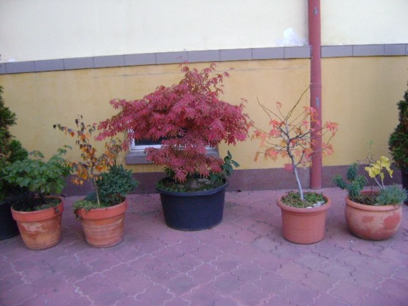 Copacei in noiembrie - Bonsai si prebonsai 2018-2020