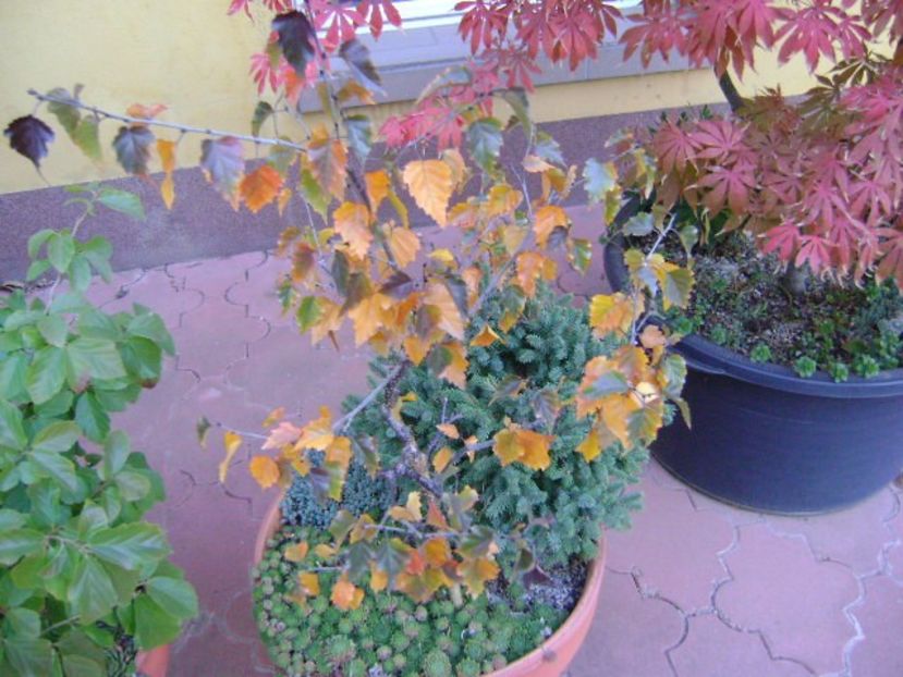 Mesteacan negru - Bonsai si prebonsai 2018-2020