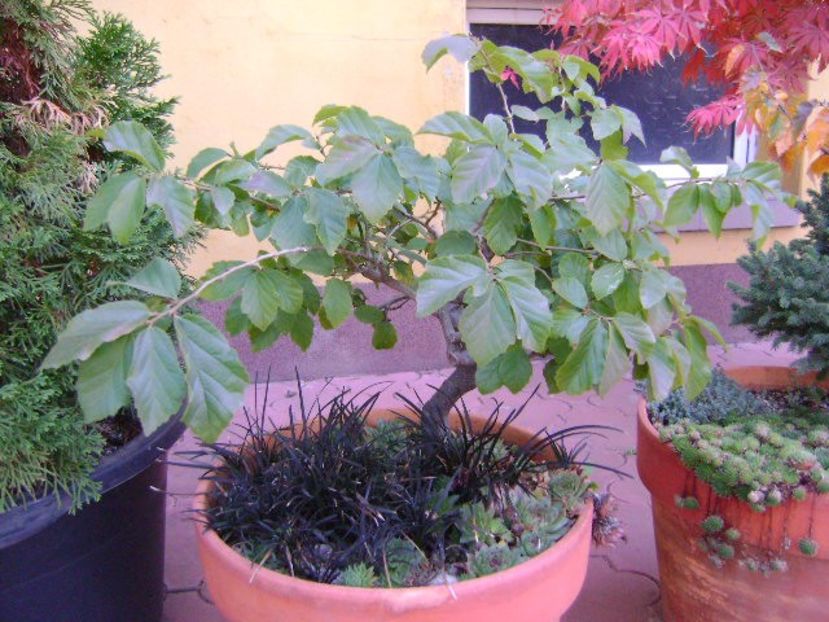 Arbore magic persan - Bonsai si prebonsai 2018-2020