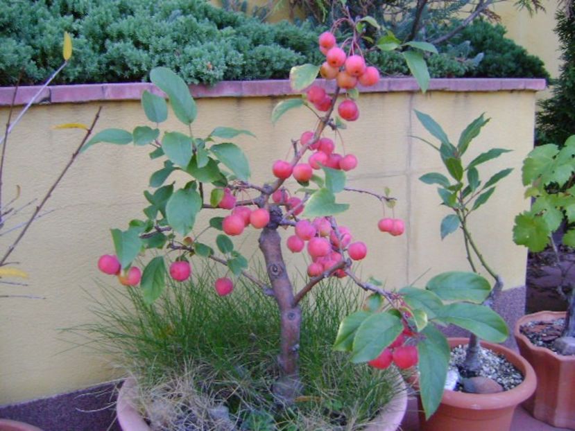 Mar decorativ - Bonsai si prebonsai 2018-2020